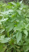 IMG-20180324-WA0054