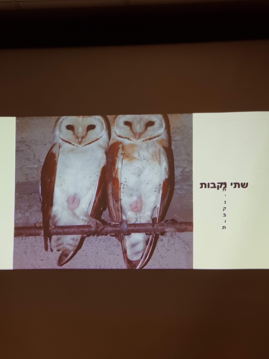 תמונה מהמצגת. זוג תנשמות נקבות שמגדלות יחד כ-18 גוזלים!!